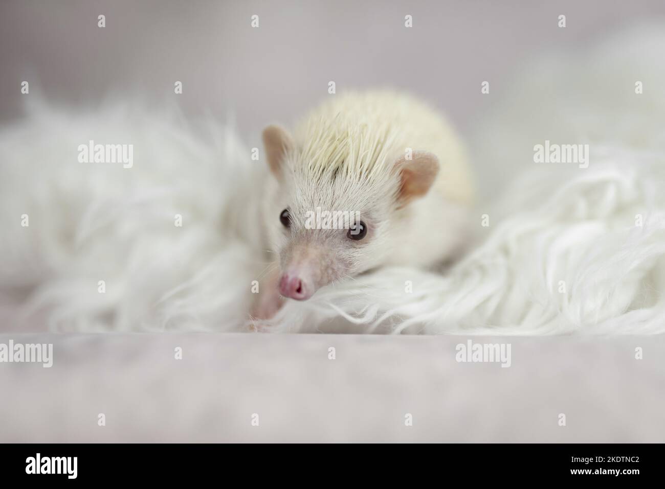African Pygmy Hedgehog Stock Photo Alamy