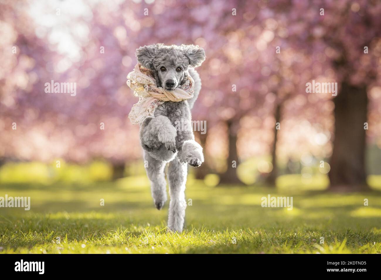 running Standard Poodle Stock Photo Alamy