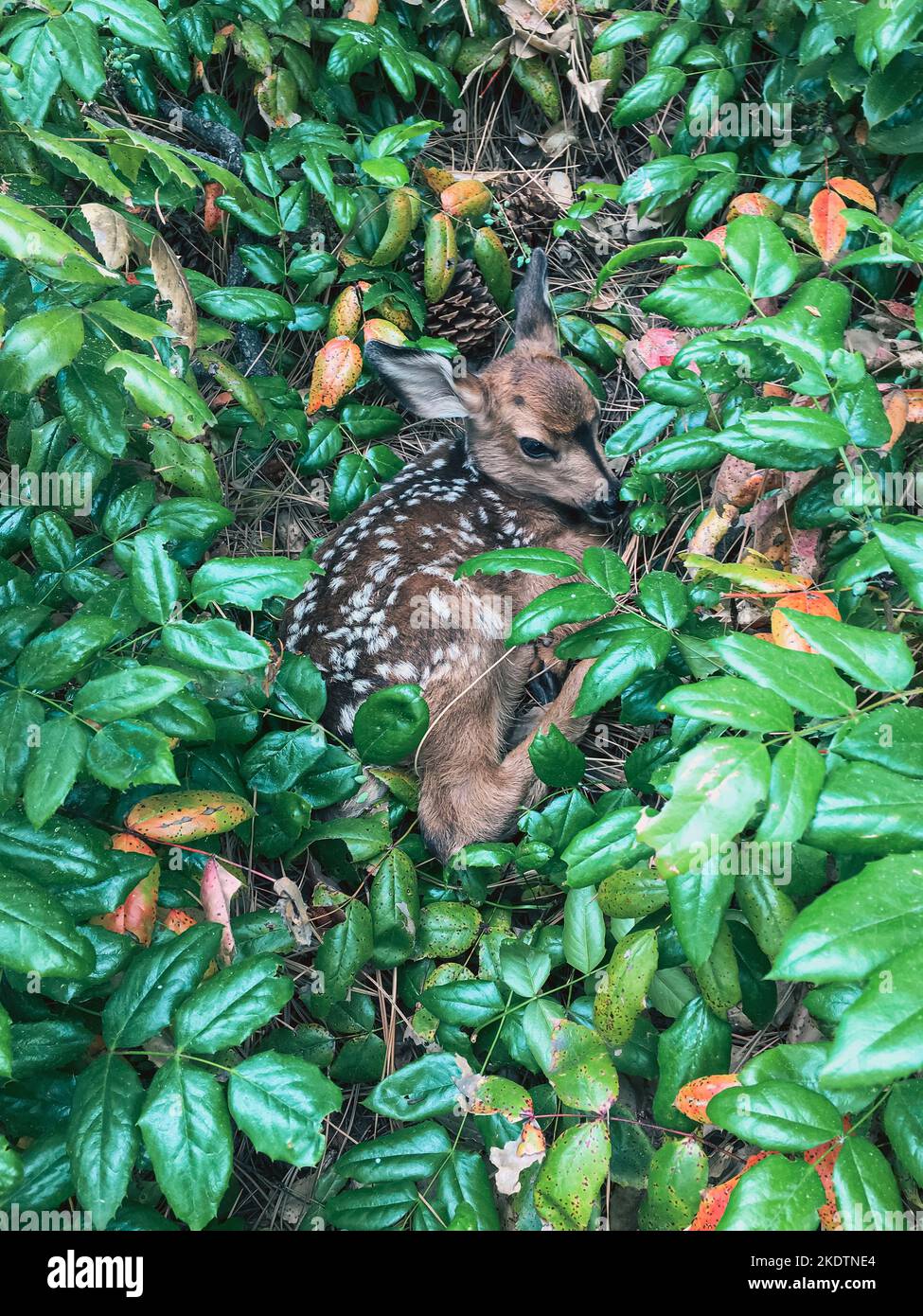 A very young fawn on its own, curled up surrounded by green shrubs, waiting for its mother Stock Photo