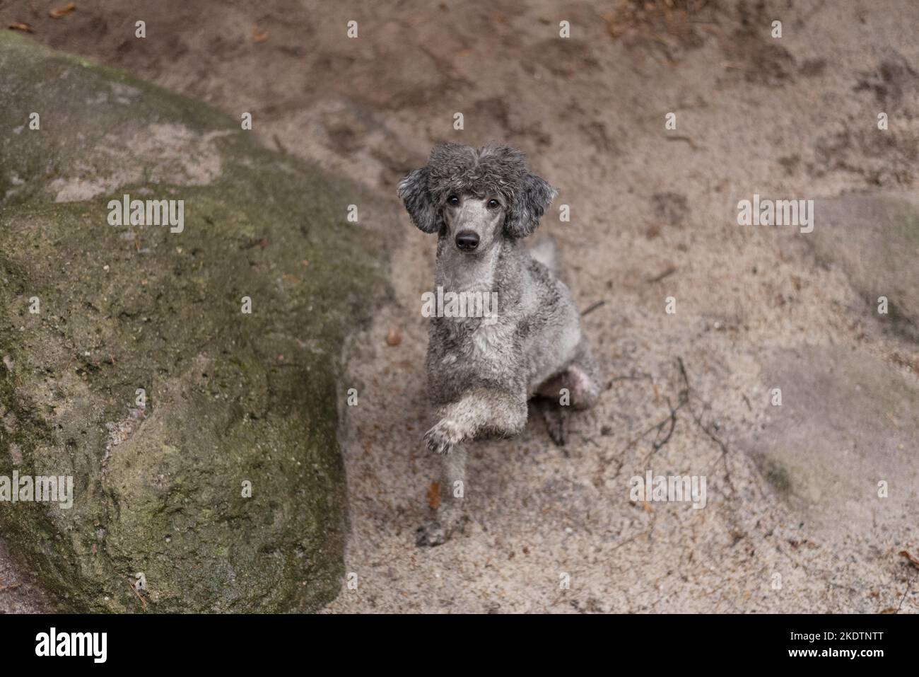 sitting Standard Poodle Stock Photo - Alamy