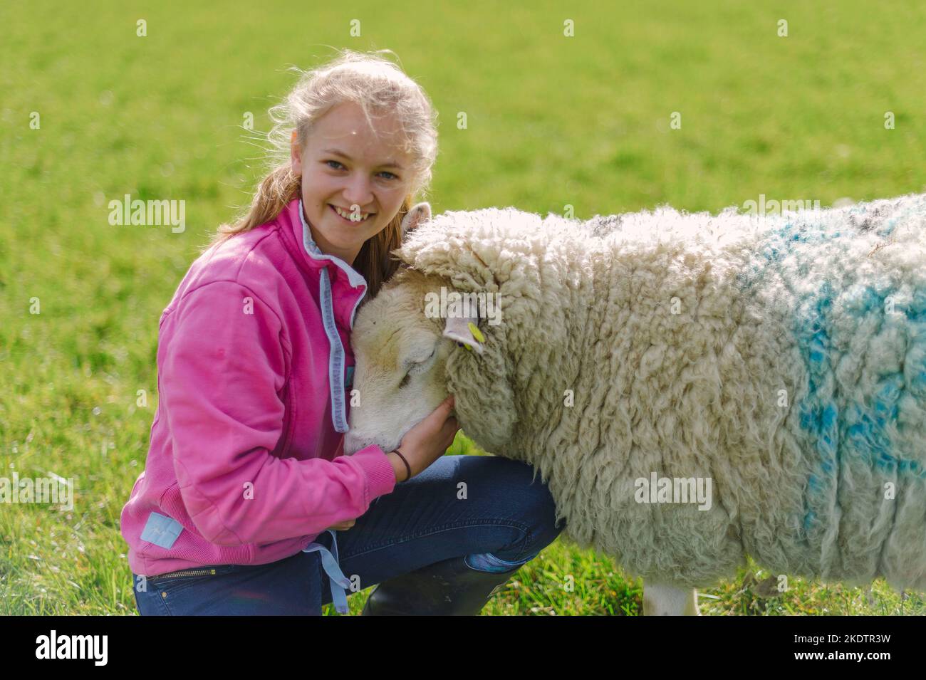 A young girl seen pictured with a very woolly sheep in a field on a farm Stock Photo