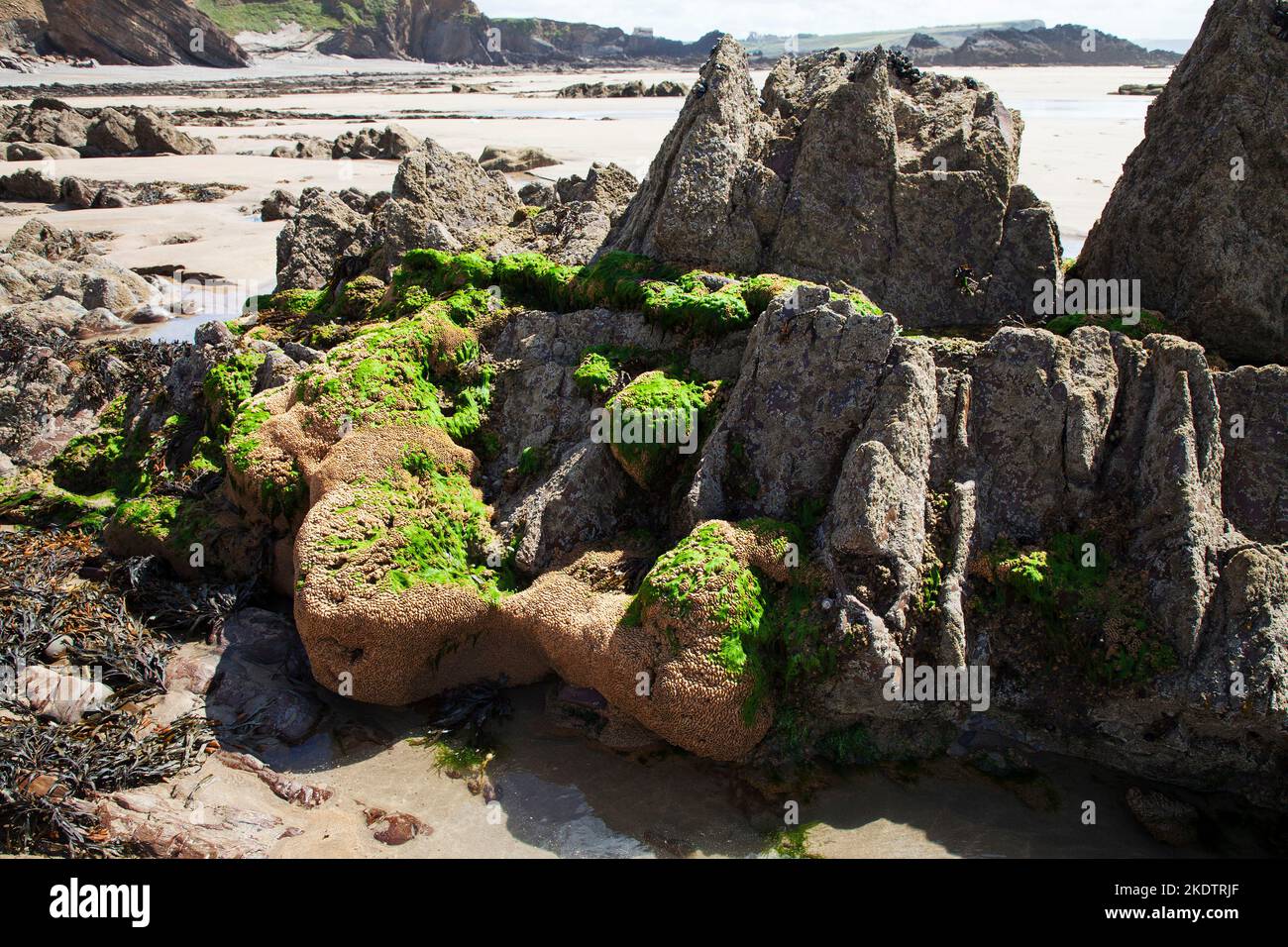 Sandstone and mudstone rocks covered with Sea lettuce Ulva lactuca and Honeycombe worm Sabellaria alveolata, Bude, Cornwall, England, UK, August 2018 Stock Photo