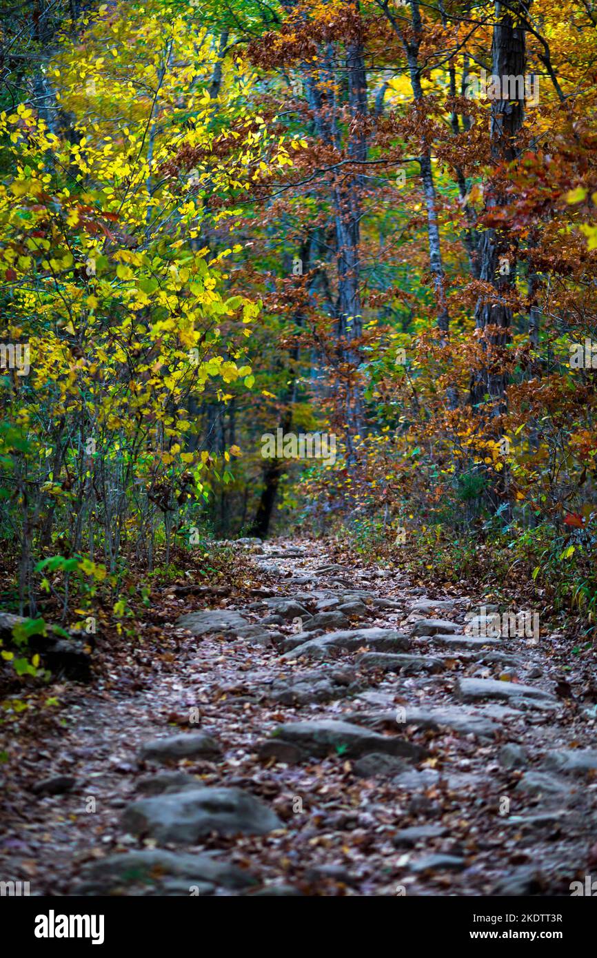 Trees changing color during autumn in the forest along the Big Bluff