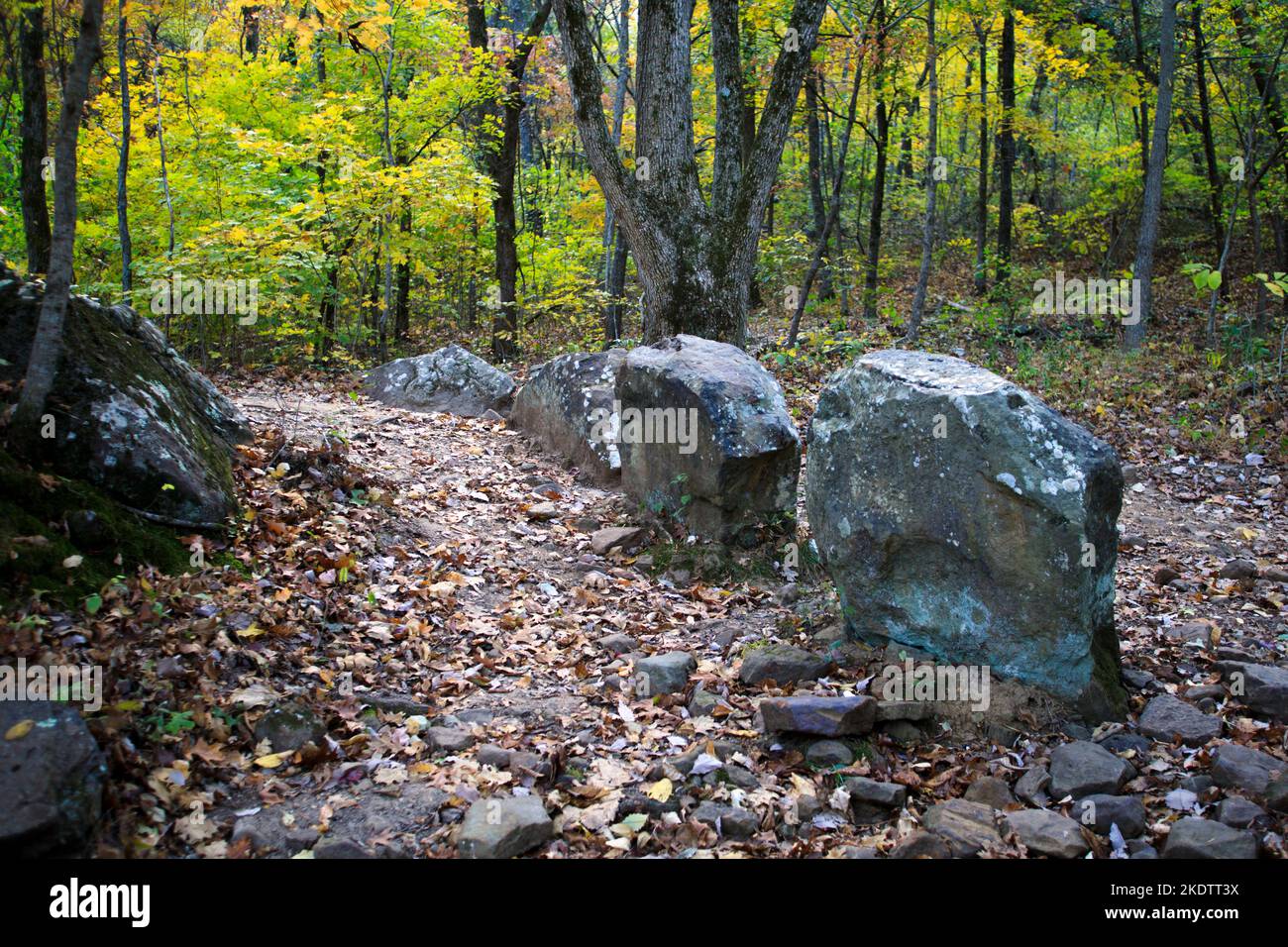 Trees changing color during autumn in the forest along the Big Bluff