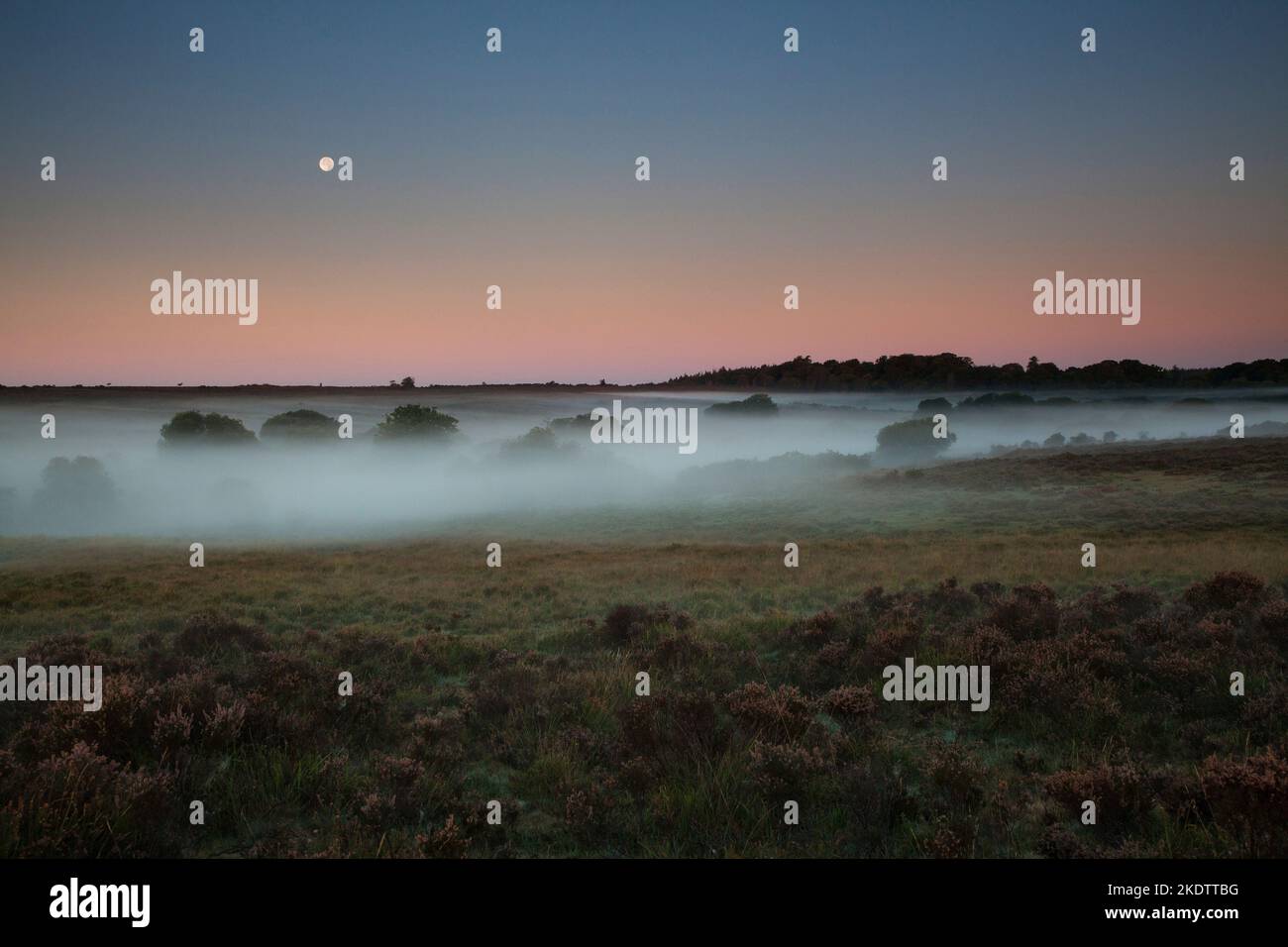 Grazing ponies and moon over Ocknell Plain and Broomy Bottom in low lying mist, New Forest National Park, Hampshire, England, UK, September 2018 Stock Photo