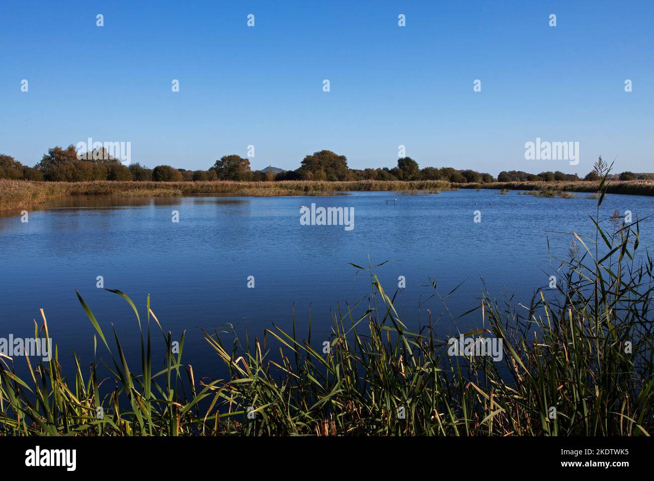 Pool and reedbeds with Glastonbury Tor beyond, Ham Wall RSPB reserve ...
