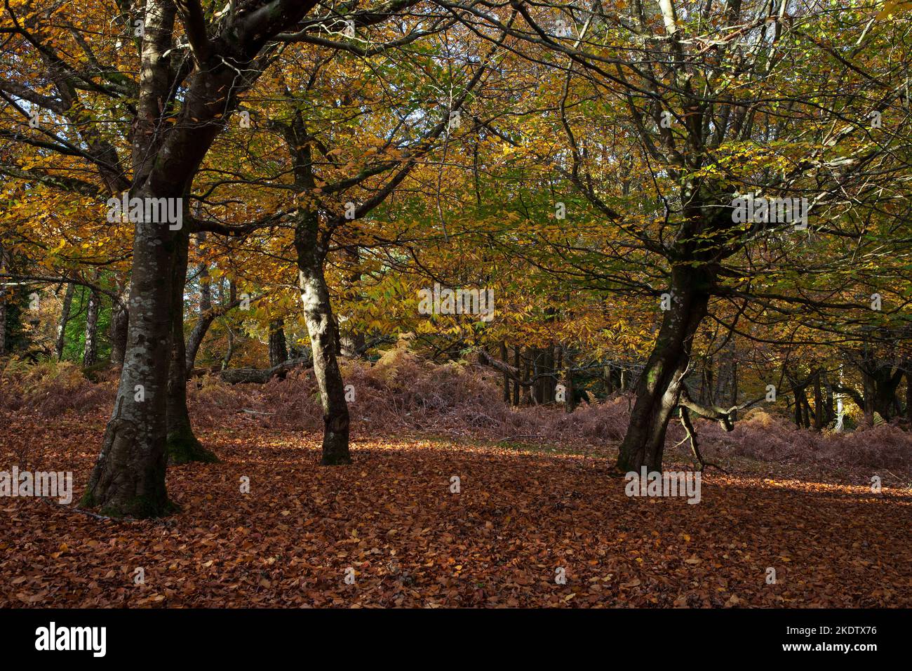 Mixed deciduous woodland in autumn, Burley Walk, New Forest National Park, Hampshire, England, UK, November 2018 Stock Photo