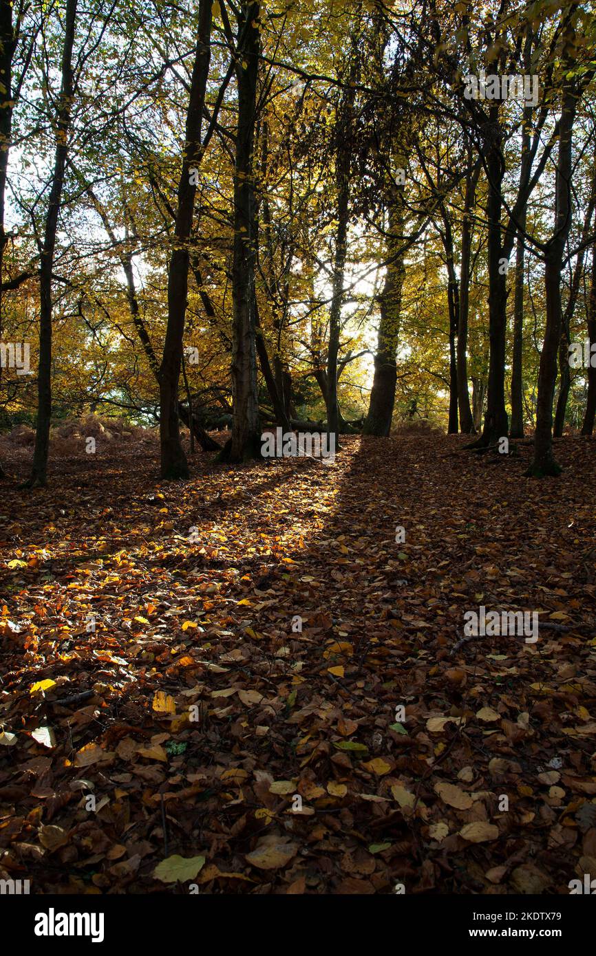 Mixed deciduous woodland in autumn, Burley Walk, New Forest National Park, Hampshire, England, UK, November 2018 Stock Photo