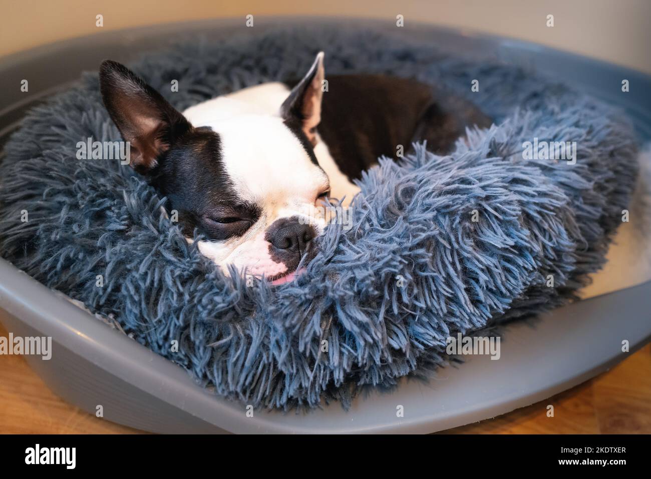 Boston Terrier dog curled up sleeping in a soft round bed inside a