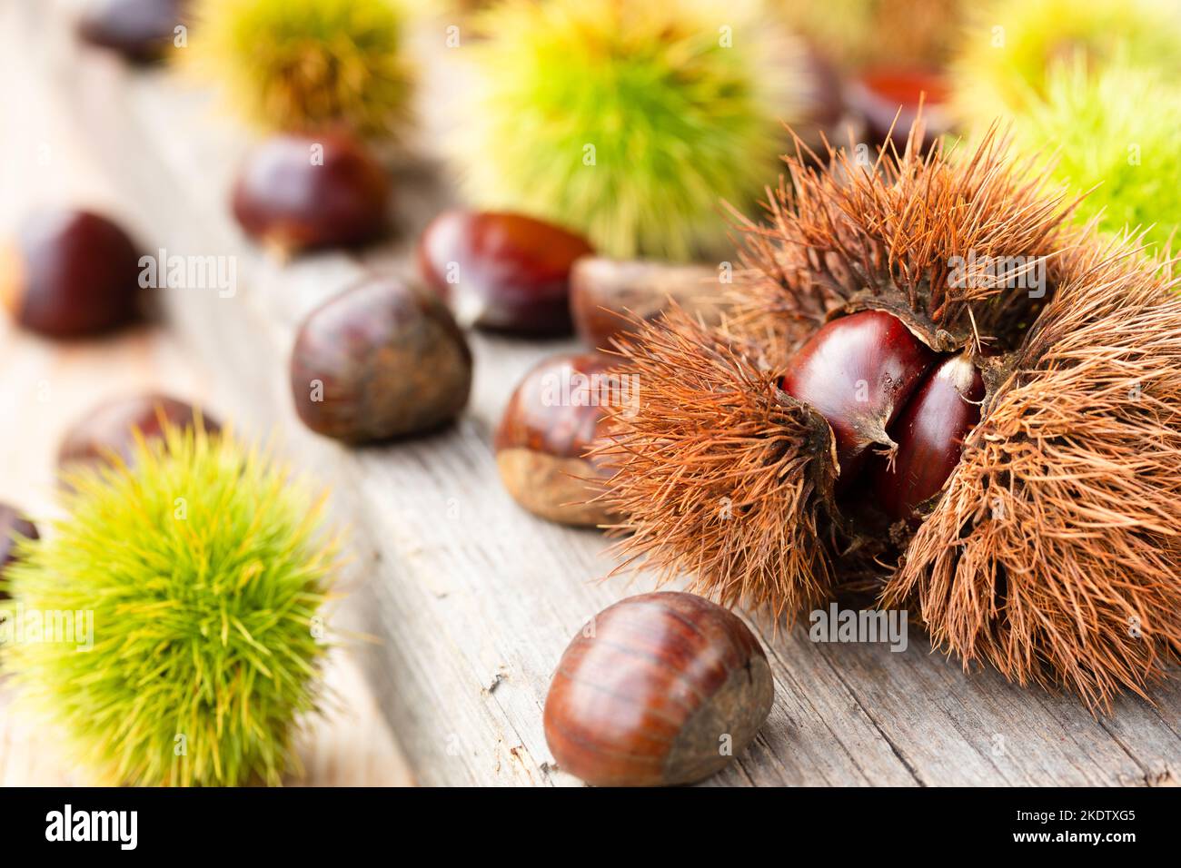 Castanea sativa tree october hires stock