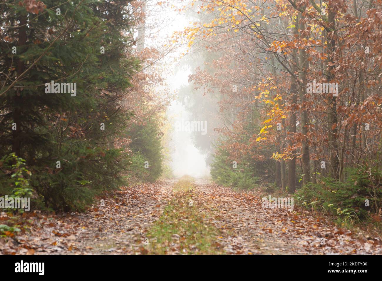 Foggy mountain blowing tree forest hi-res stock photography and images ...