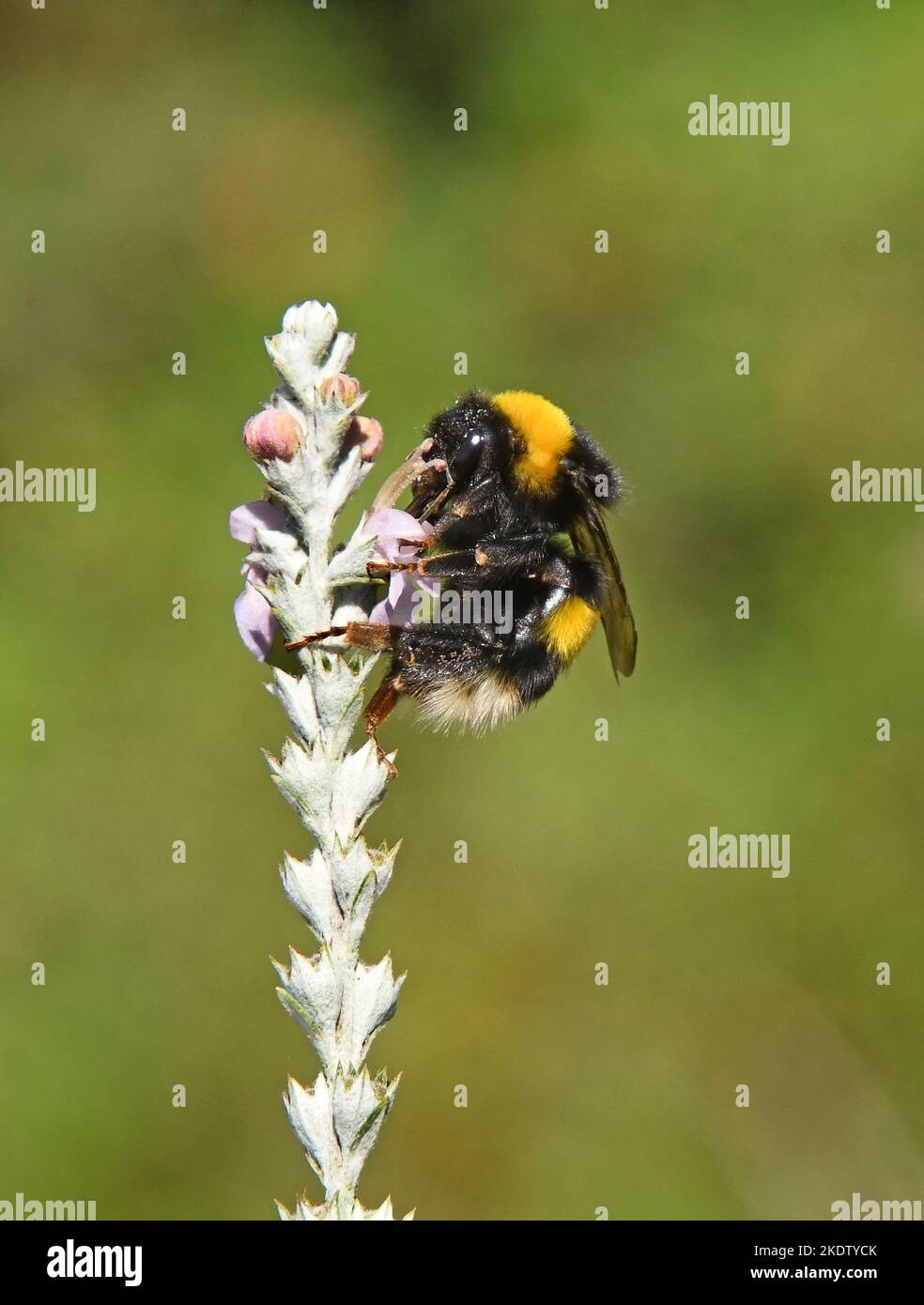 Bumble bee feeding on wildflower Stock Photo