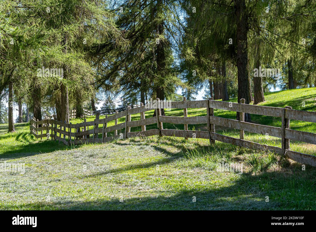 Mountain fence with European spruce in Meltina Mölten with the dolomites in background in the alps in Südtirol - Trentino Alto Adige - Italy Stock Photo