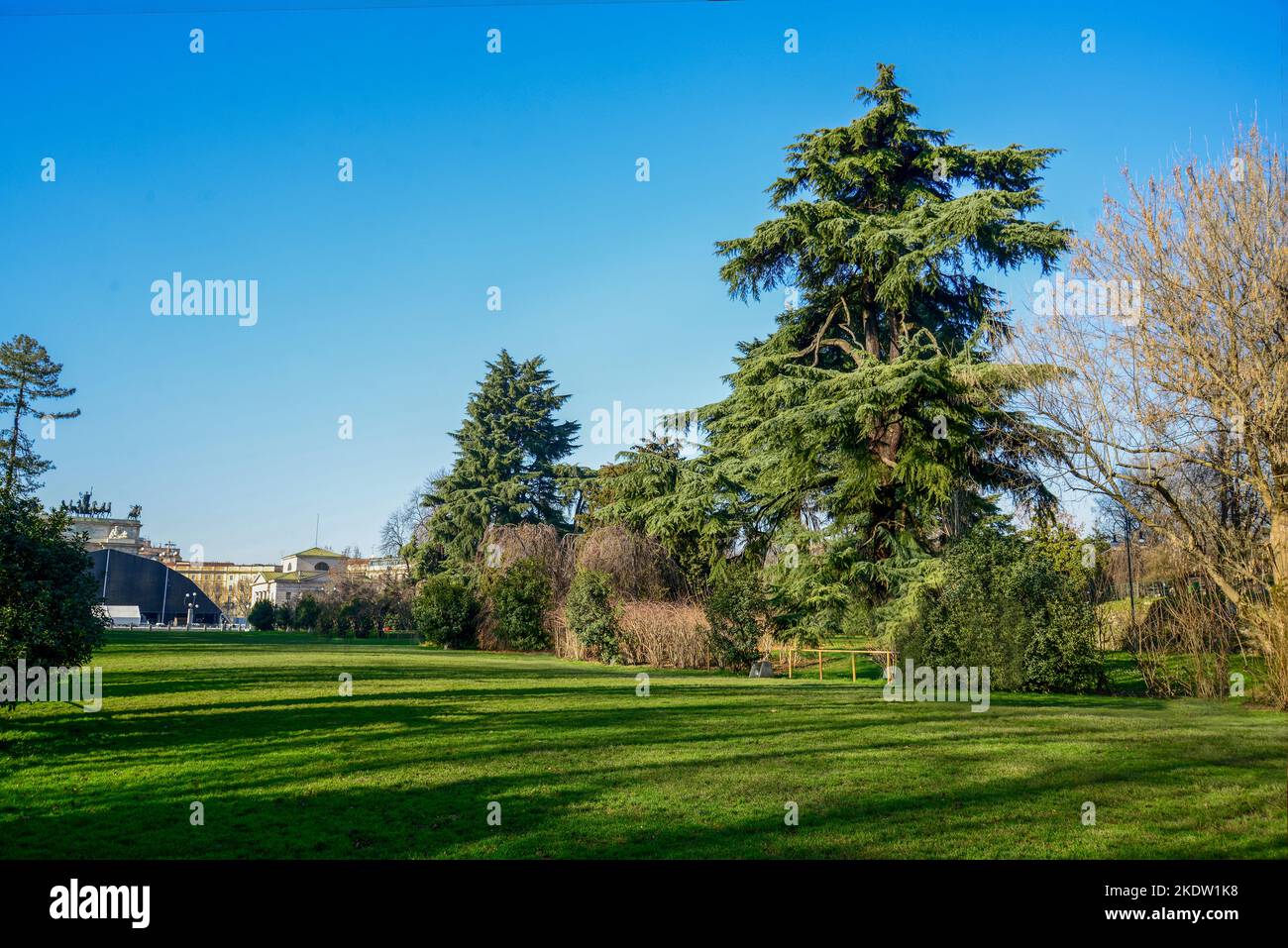 02-22-2014  Milan, Italy. Young men in Park Sempione in sunny day in late February and amazing coniferous trees: Himalayas cedar tree and pines and  g Stock Photo