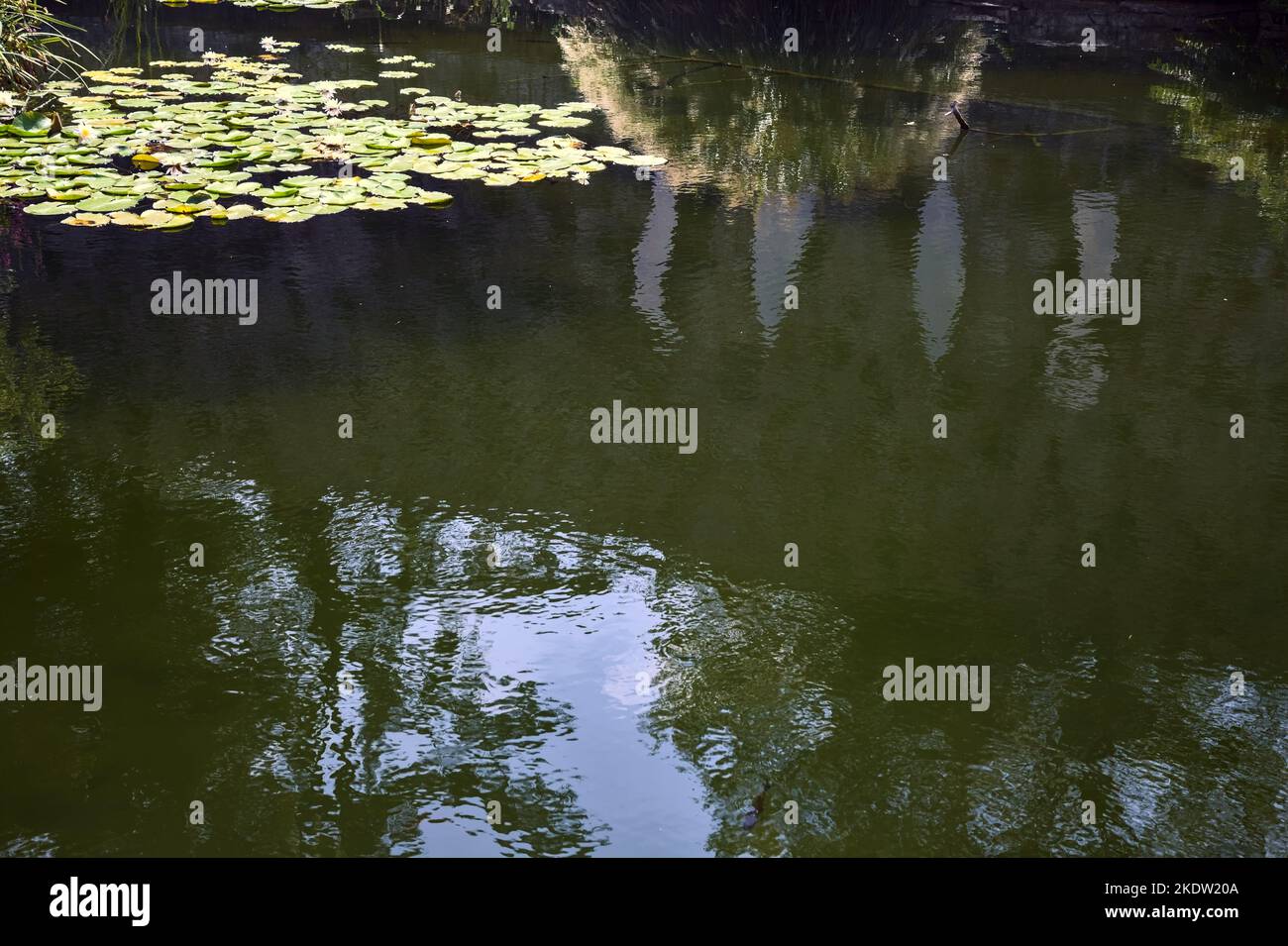 Pond with lily pads and trees casted in the water Stock Photo Biology Diagrams