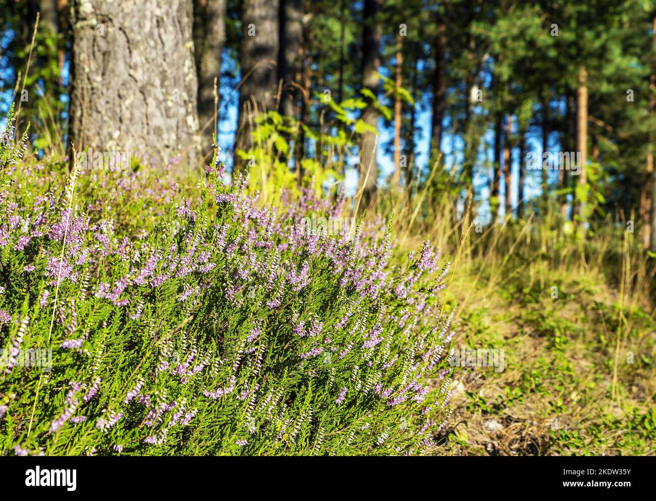 Blooming heather in a clearing in a pine forest Stock Photo