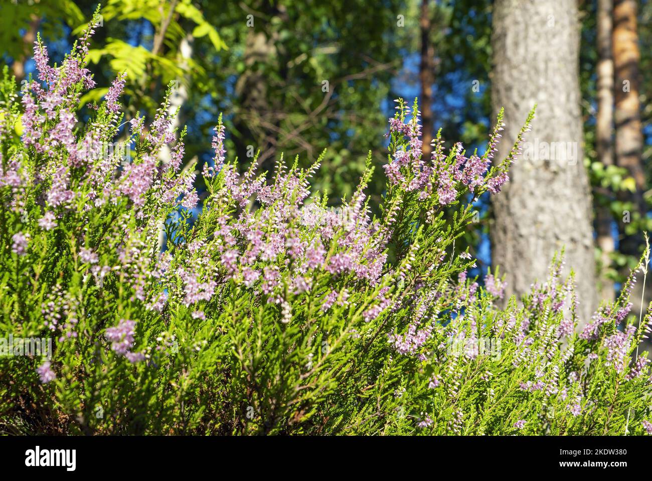 Blooming heather in a clearing in a pine forest. Stock Photo