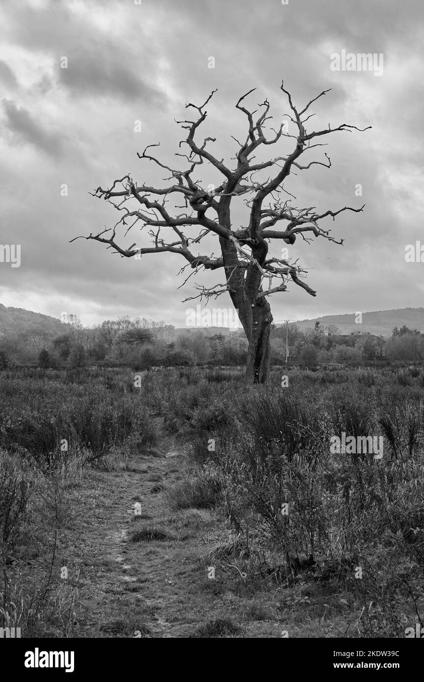 black and white monochrome image of lone dead tree with no leaves in barren countryside in England under cloudy sky Stock Photo