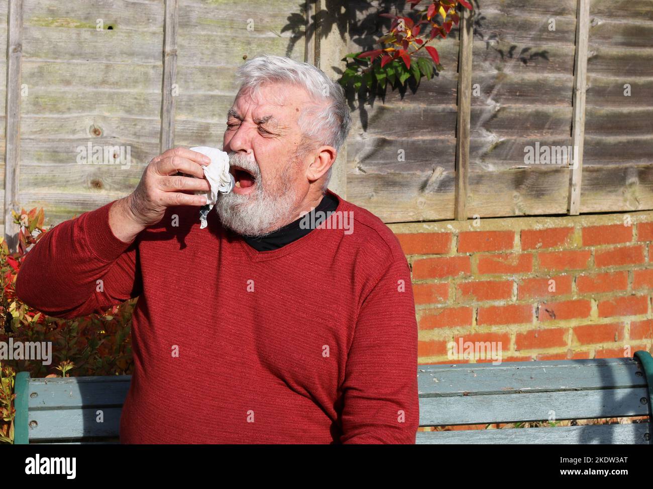 Senior or elderly man sneezing holding a tissue. Cold, influenza or hay fever. Stock Photo