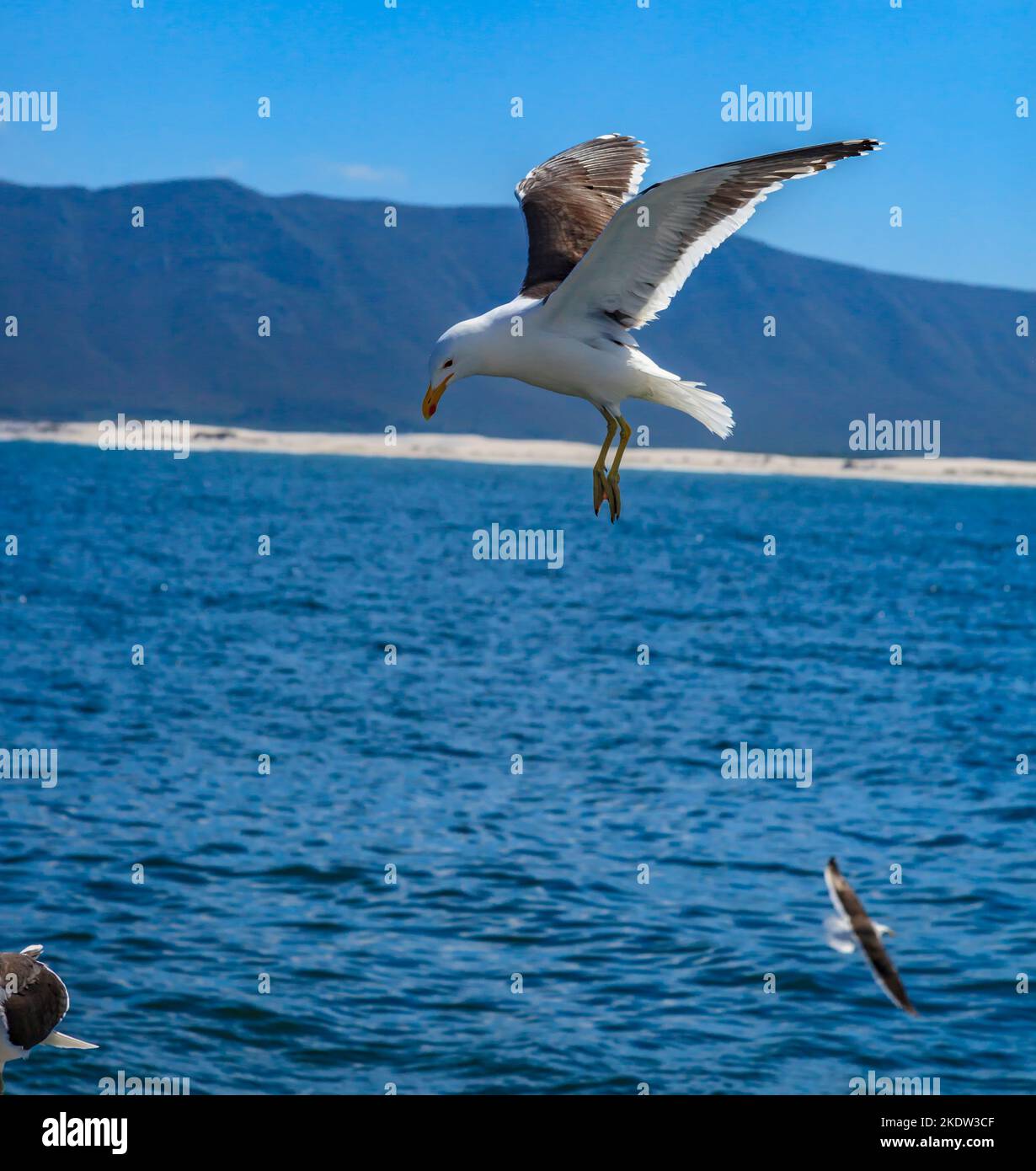Close up picture of a flying seagull over water during daytime Stock Photo