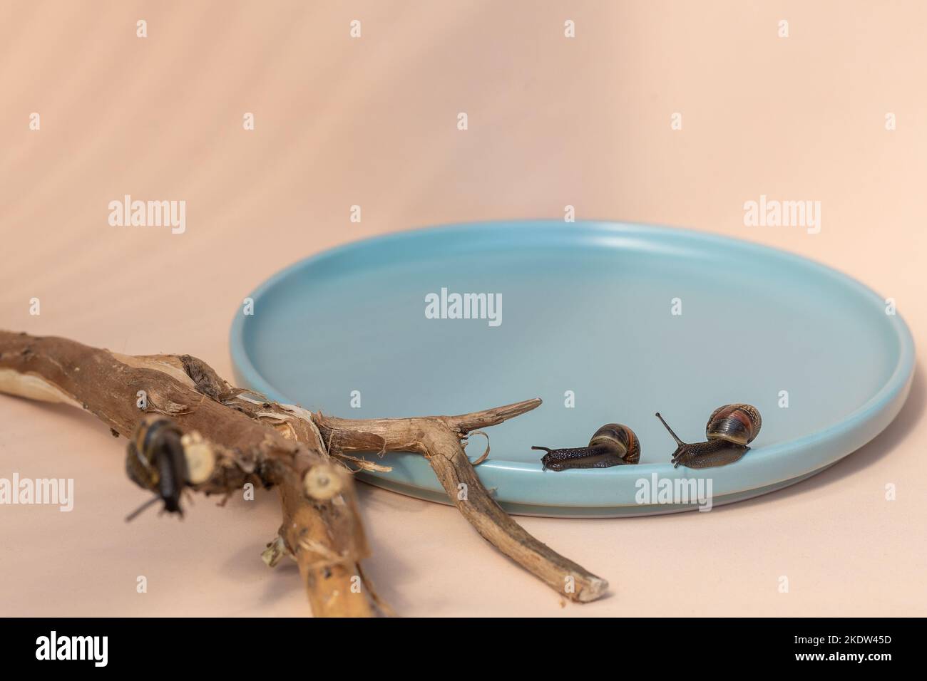 Garden snails crawling on blue plate on beige background. Beautiful shadows and eco driftwood. High quality photo Stock Photo