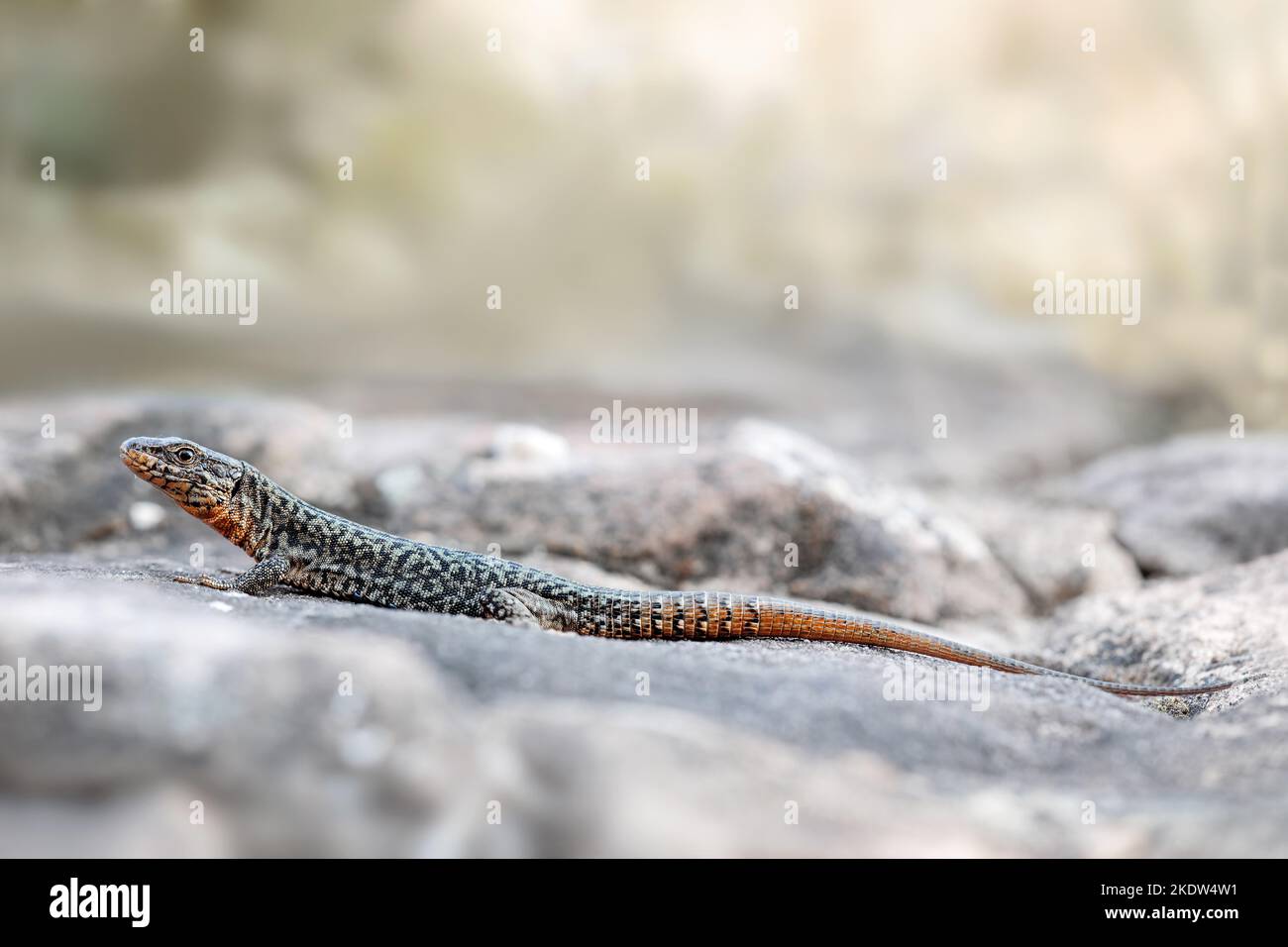 Common colored lizard hi-res stock photography and images - Alamy