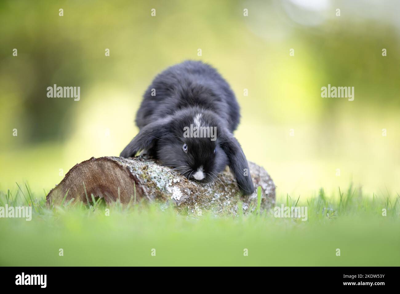 Baby rabbit chew grass hi-res stock photography and images - Alamy