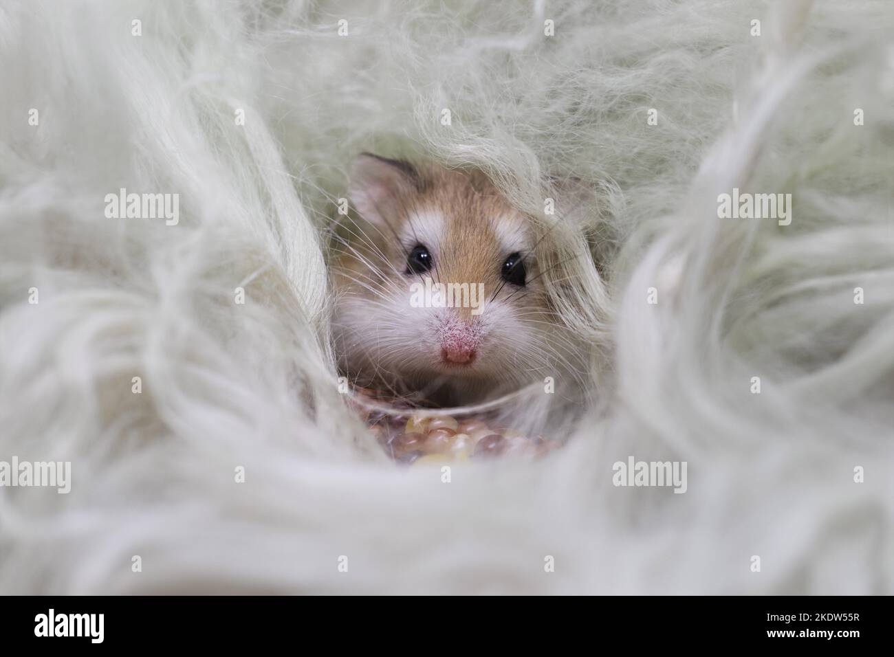 Roborovski hamster Stock Photo