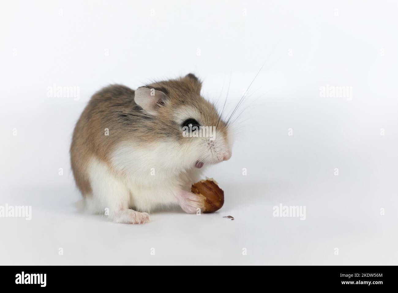 Roborovski hamster Stock Photo