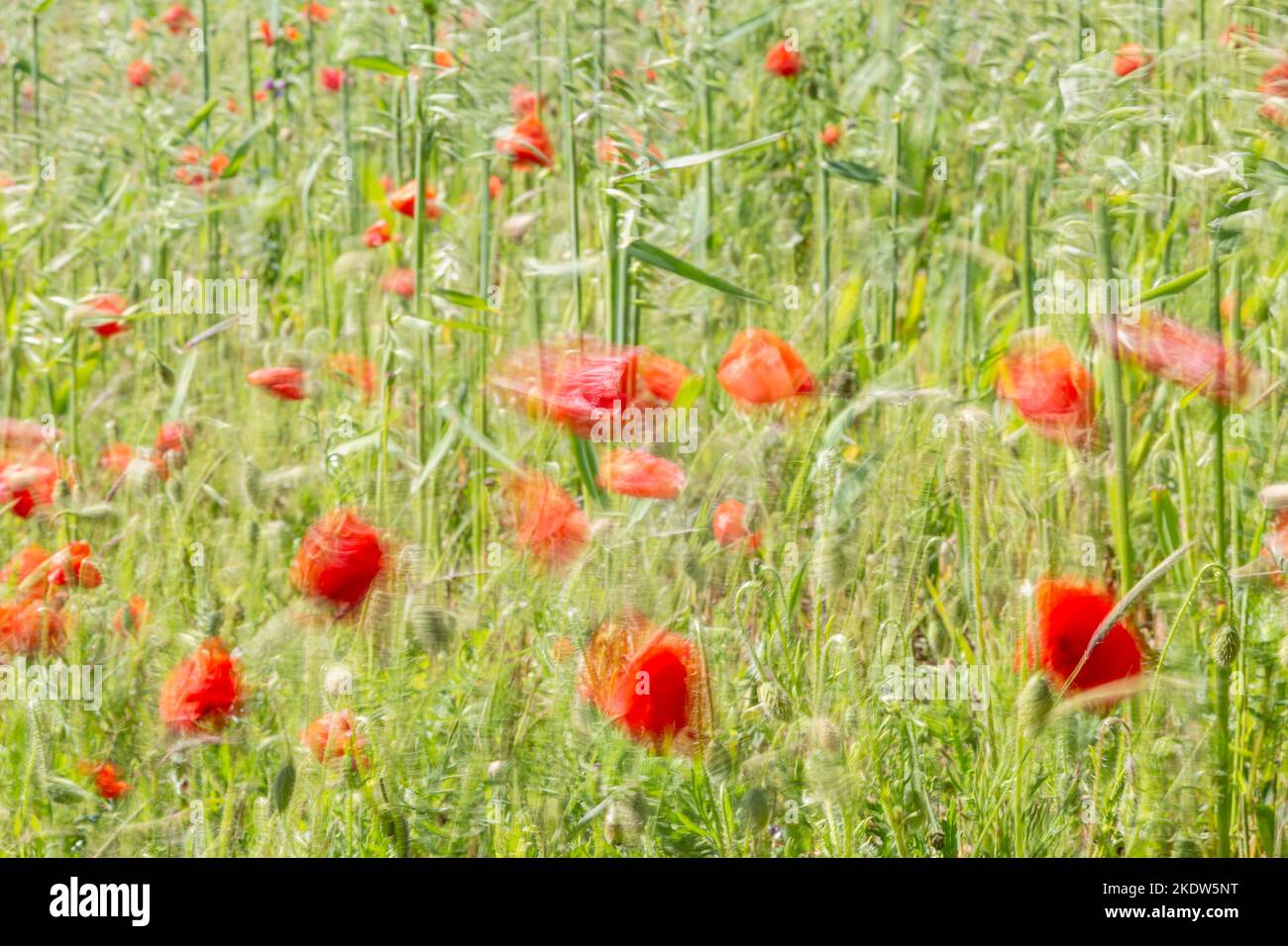 An abstract photograph of poppies in a field, with blured motion Stock Photo