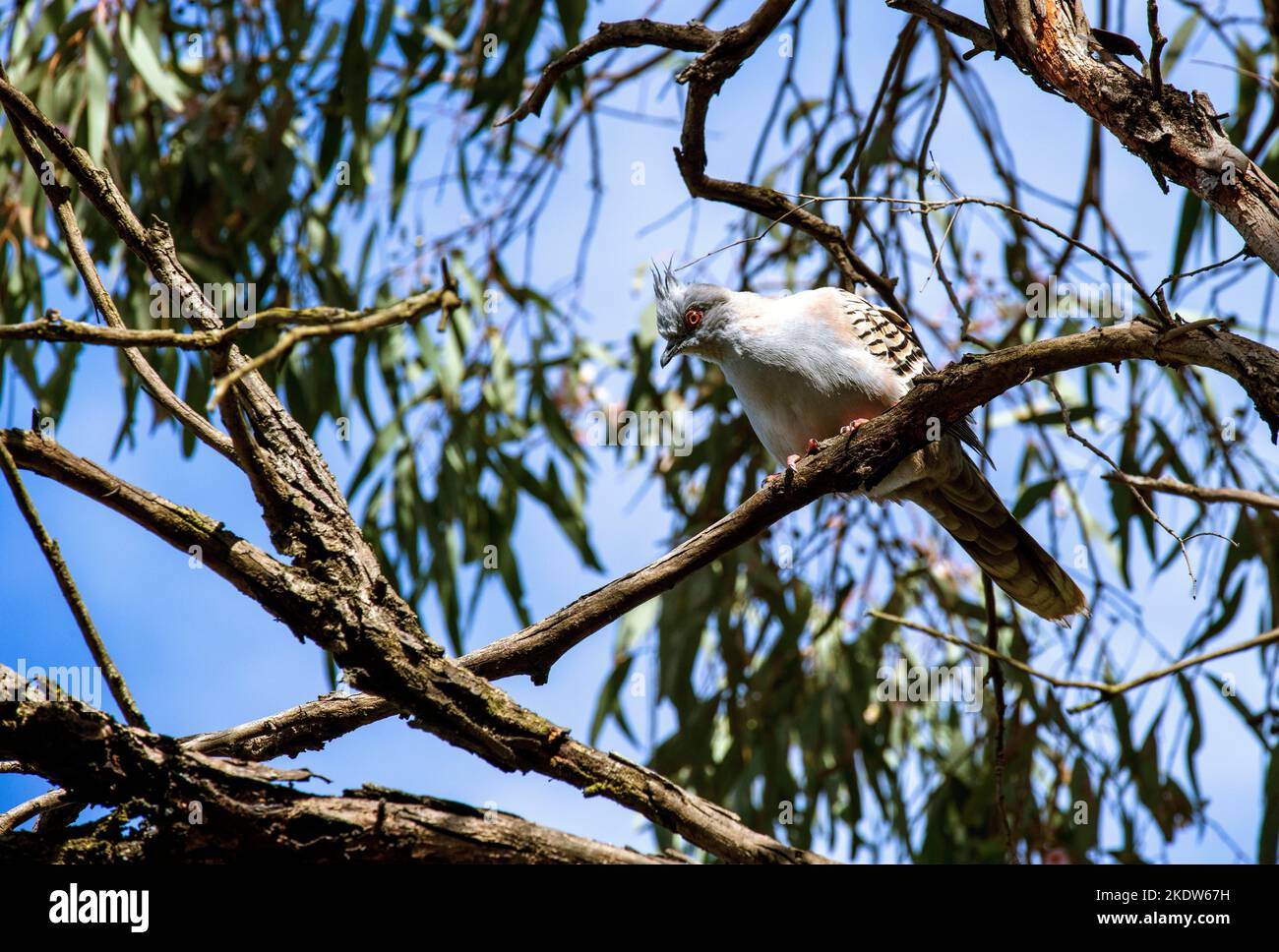 An Australian Crested Pigeons (Ocyphaps lophotes) perched on a tree in Sydney, NSW, Australia (Photo by Tara Chand Malhotra) Stock Photo