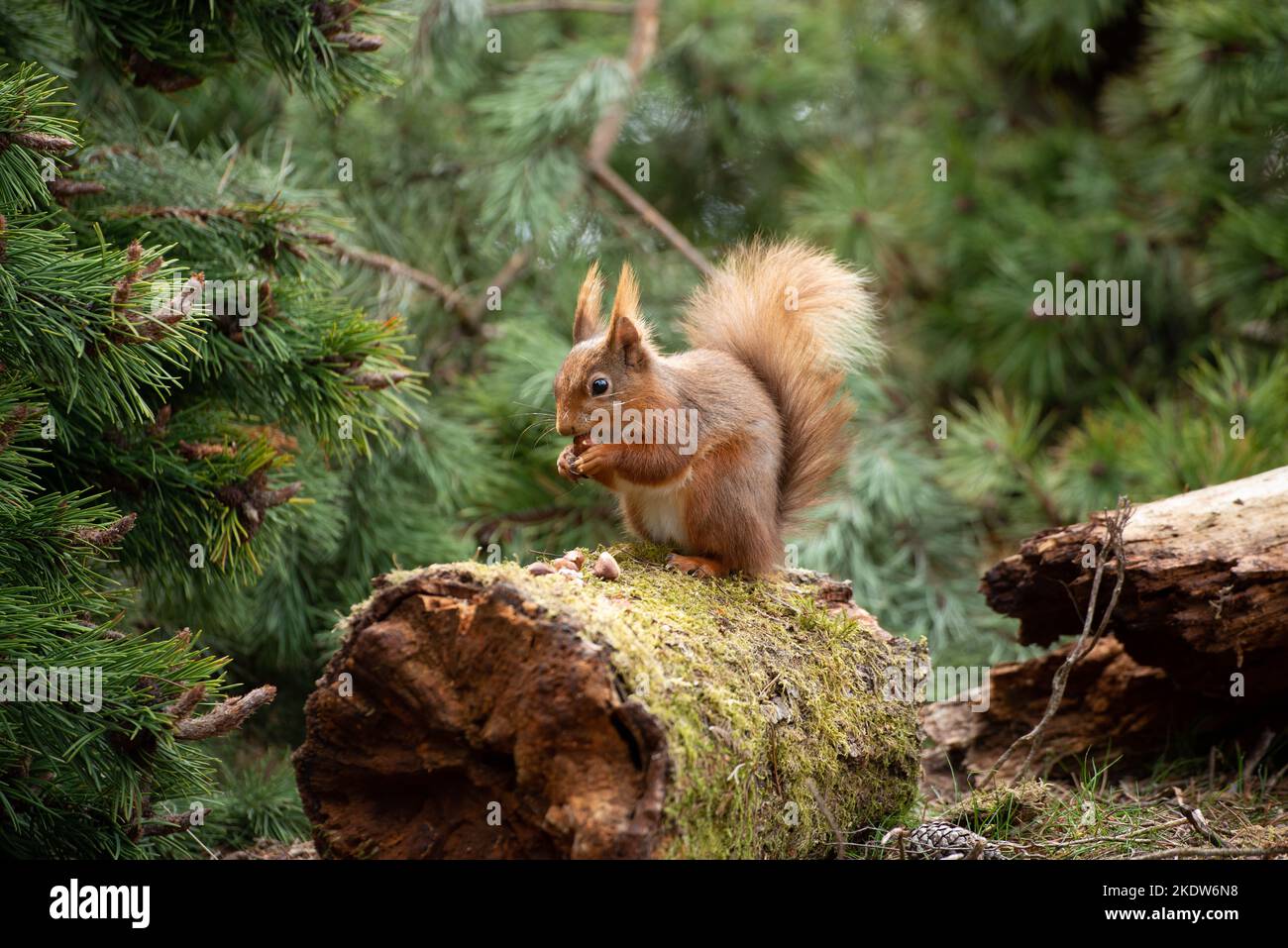 Red squirrel in Northumberland in woodland Stock Photo