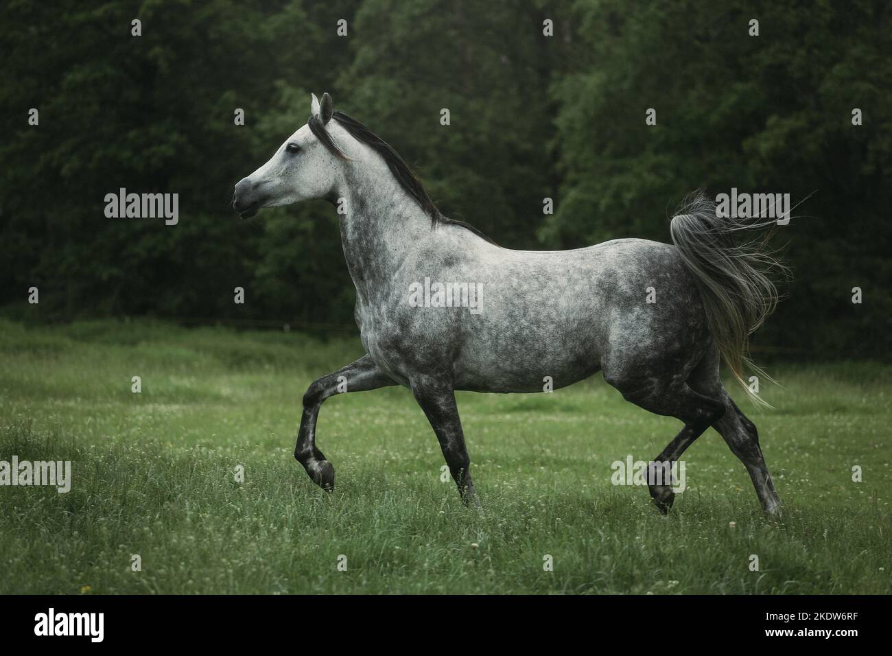 arabian horse runs over the meadow Stock Photo Alamy
