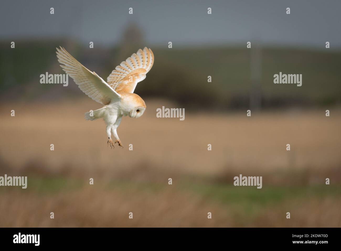 Barn owl hovering over the fields of Northumberland in the spring Stock Photo