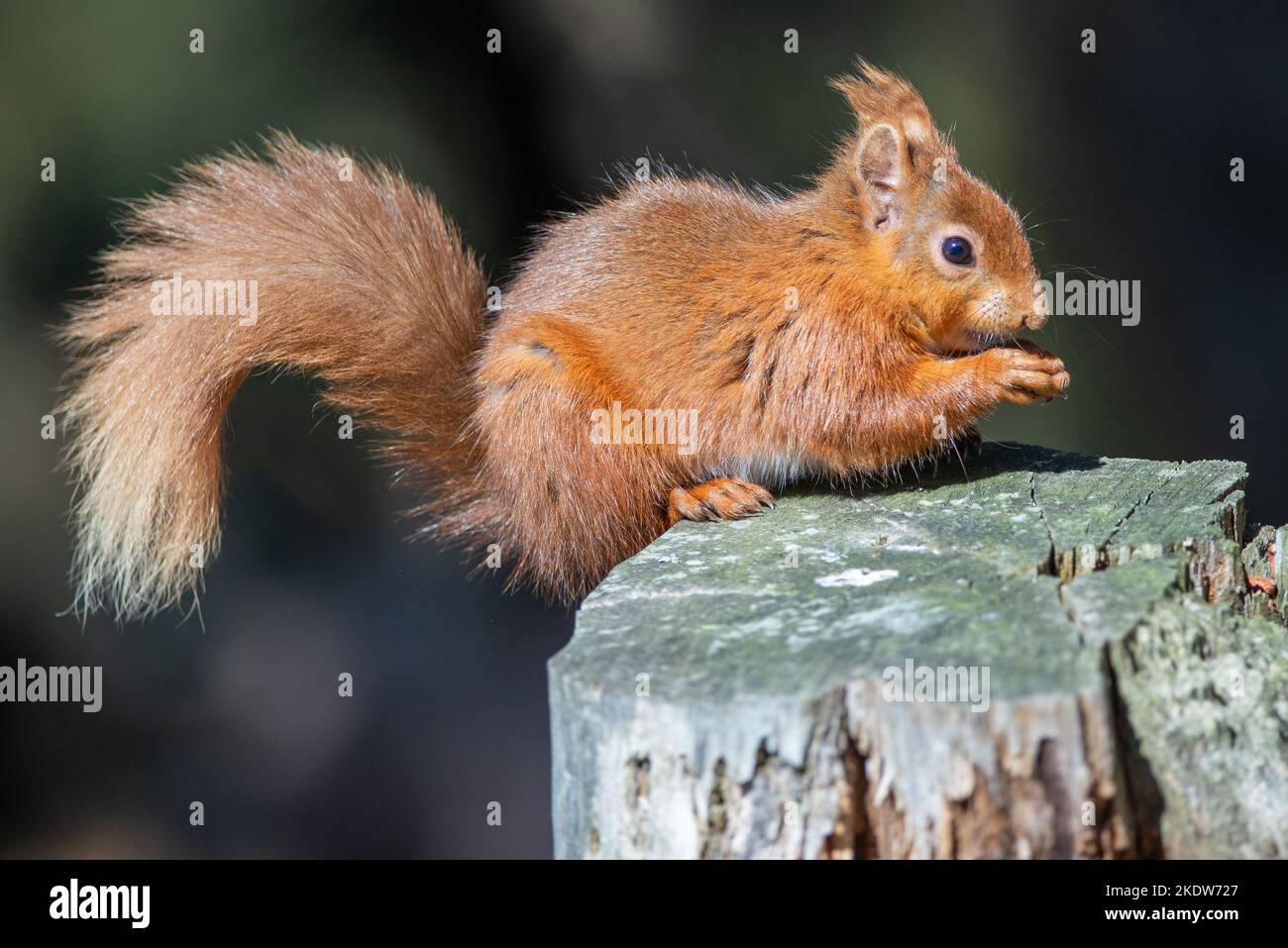 Red squirrel in Northumberland in woodland Stock Photo