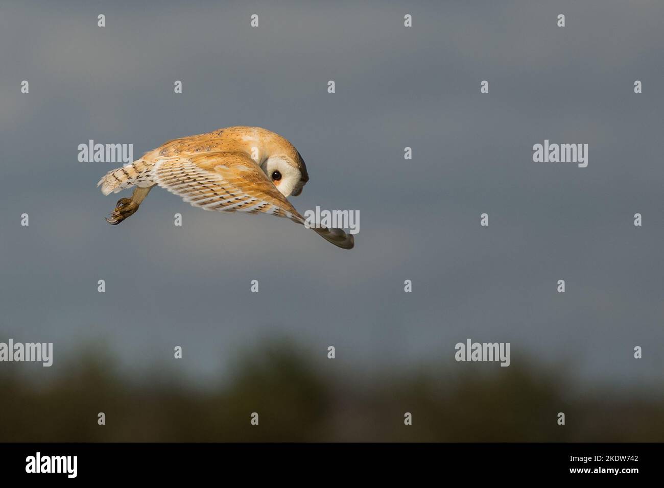 Barn owl hovering over the fields of Northumberland in the spring Stock Photo
