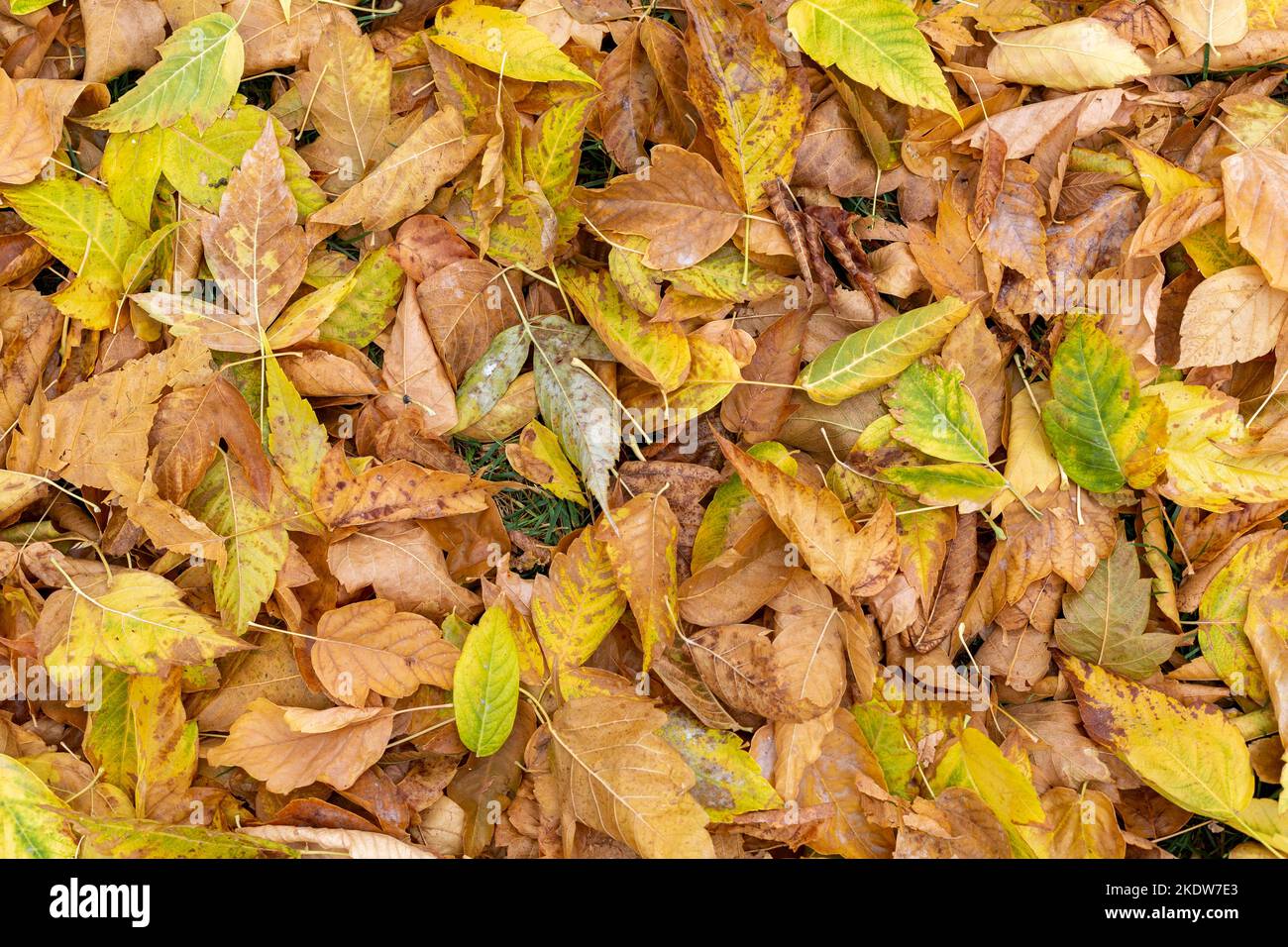 Leaves falling from trees in the fall. Yellow leaves, leaf litter Stock Photo