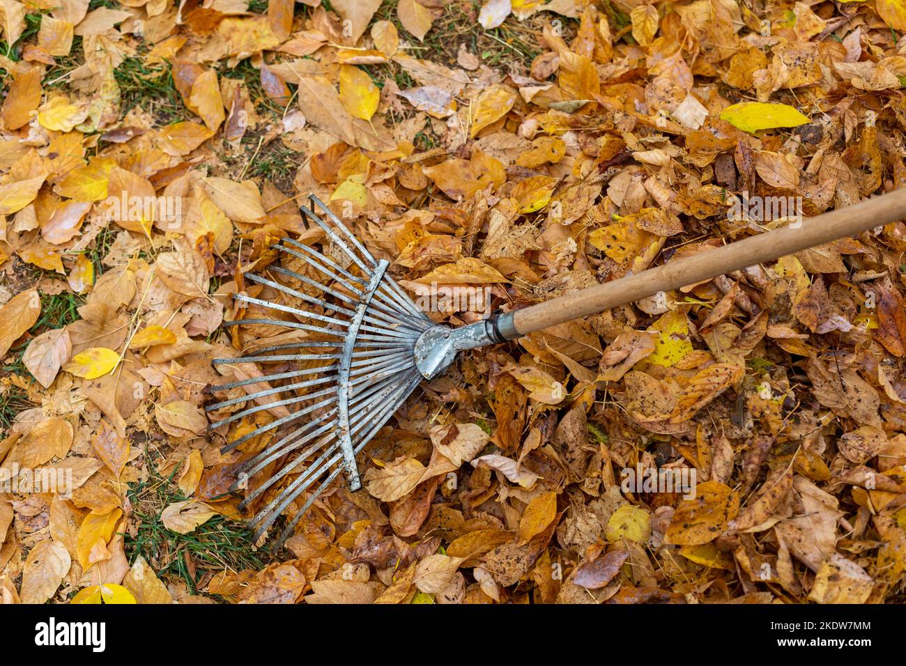 A rake that collects fallen leaves from trees in the fall. Yellow leaves Stock Photo
