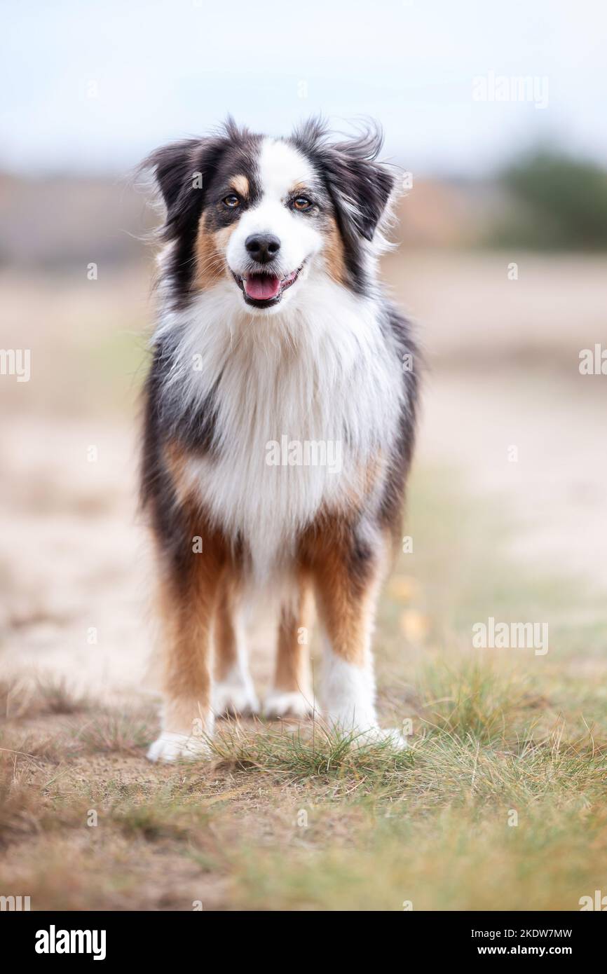 adult Miniature Australian Shepherd Stock Photo Alamy