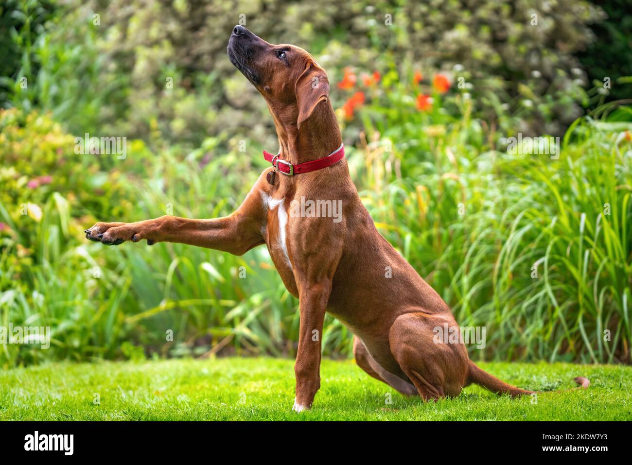 Six month old Rhodesian Ridegback puppy giving paw looking up towards ...