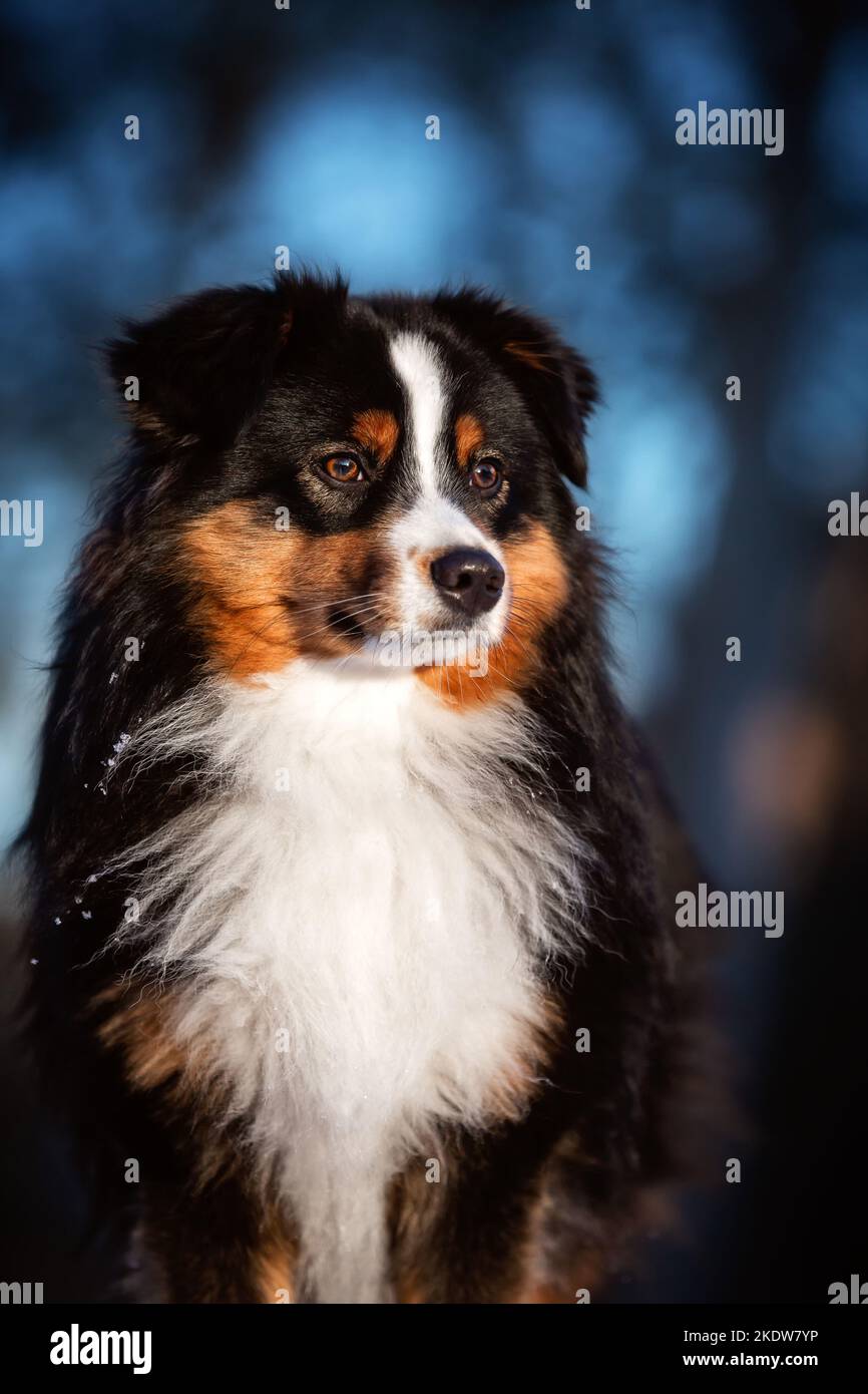 Miniature american shepherd hi-res stock photography and images - Alamy