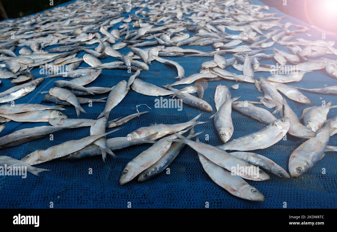 Sun dried fish. Fish drying process in the sun Stock Photo Alamy
