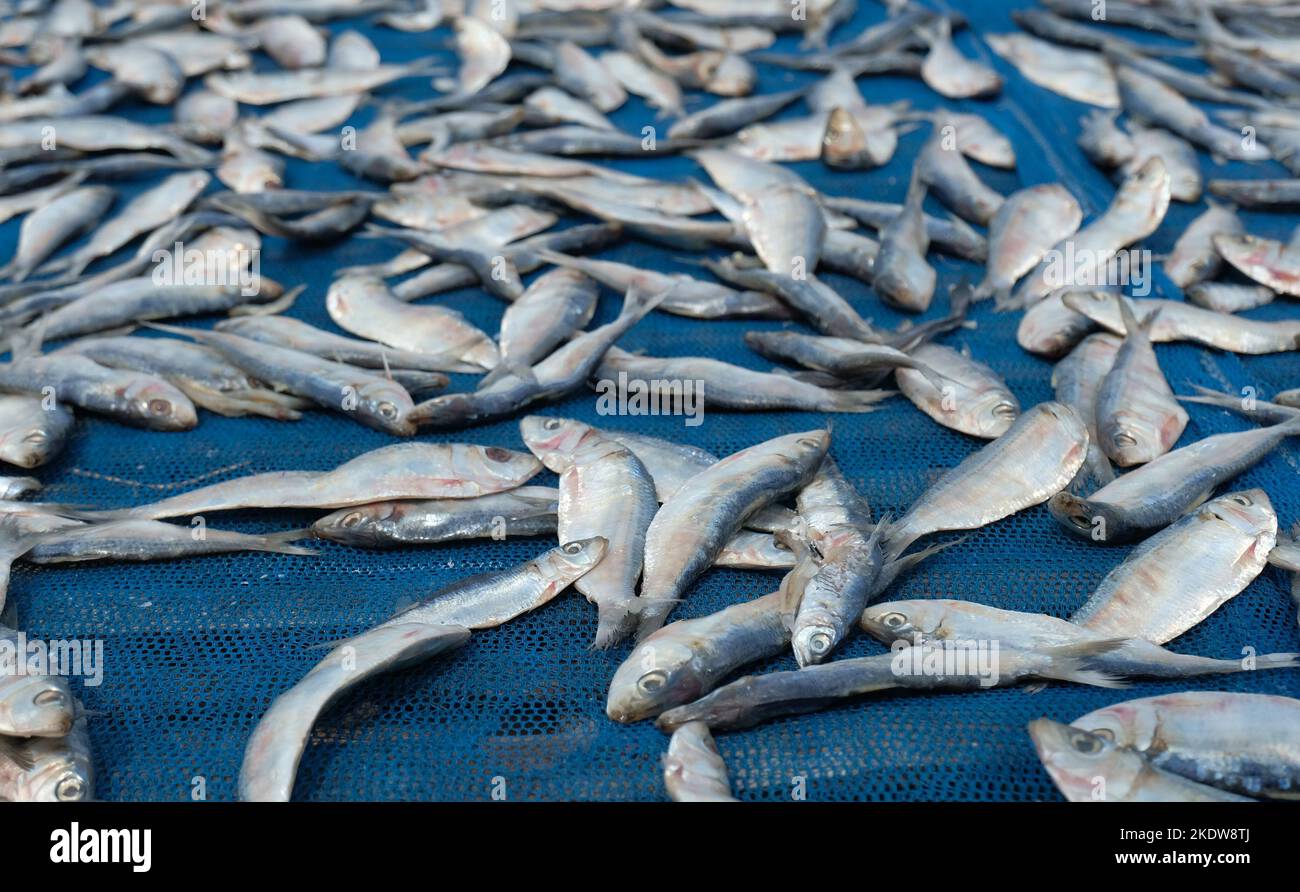 Sun dried fish. Fish drying process in the sun Stock Photo Alamy