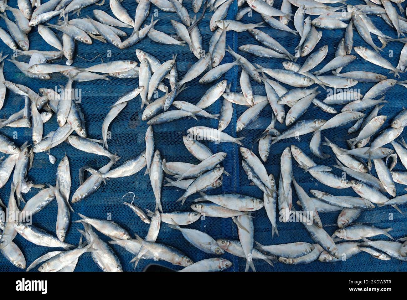 Sun dried fish. Fish drying process in the sun Stock Photo Alamy
