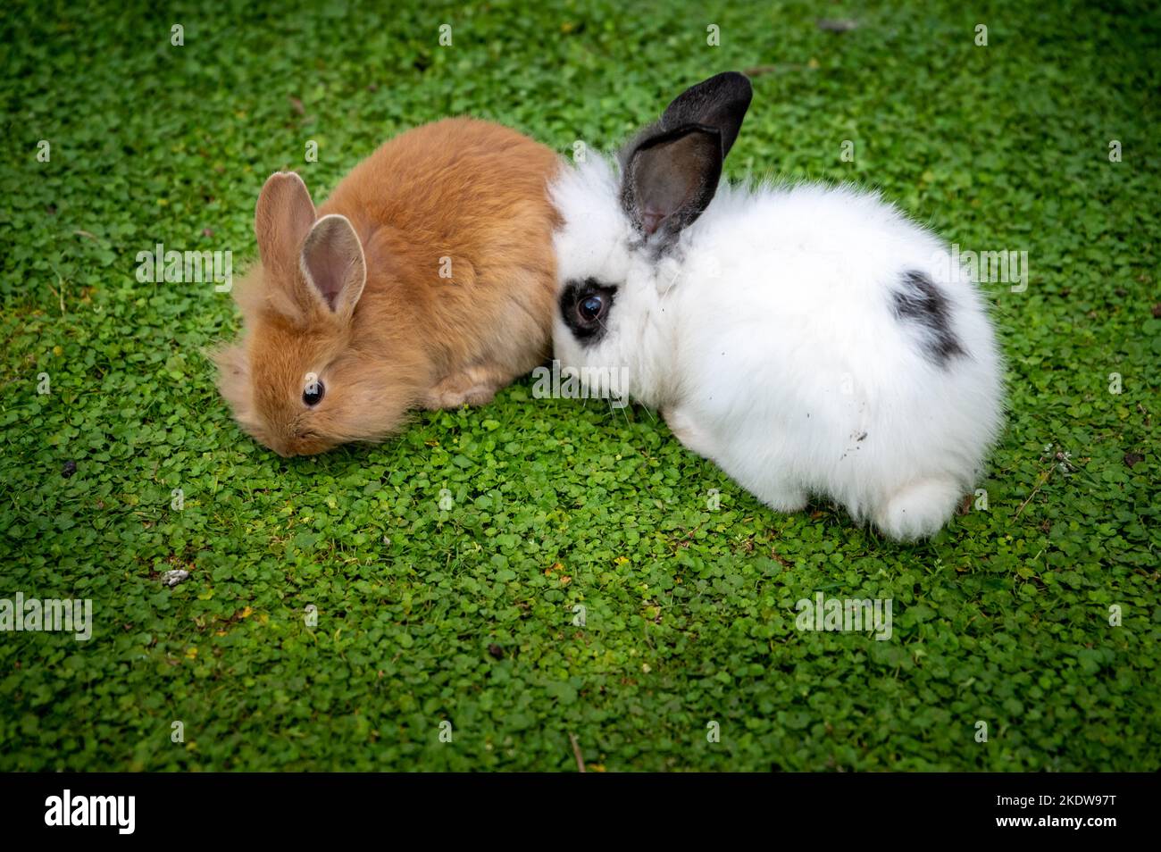 Two small bunnies playing together on grass. Both very close together. One brown and one white bunny. Stock Photo