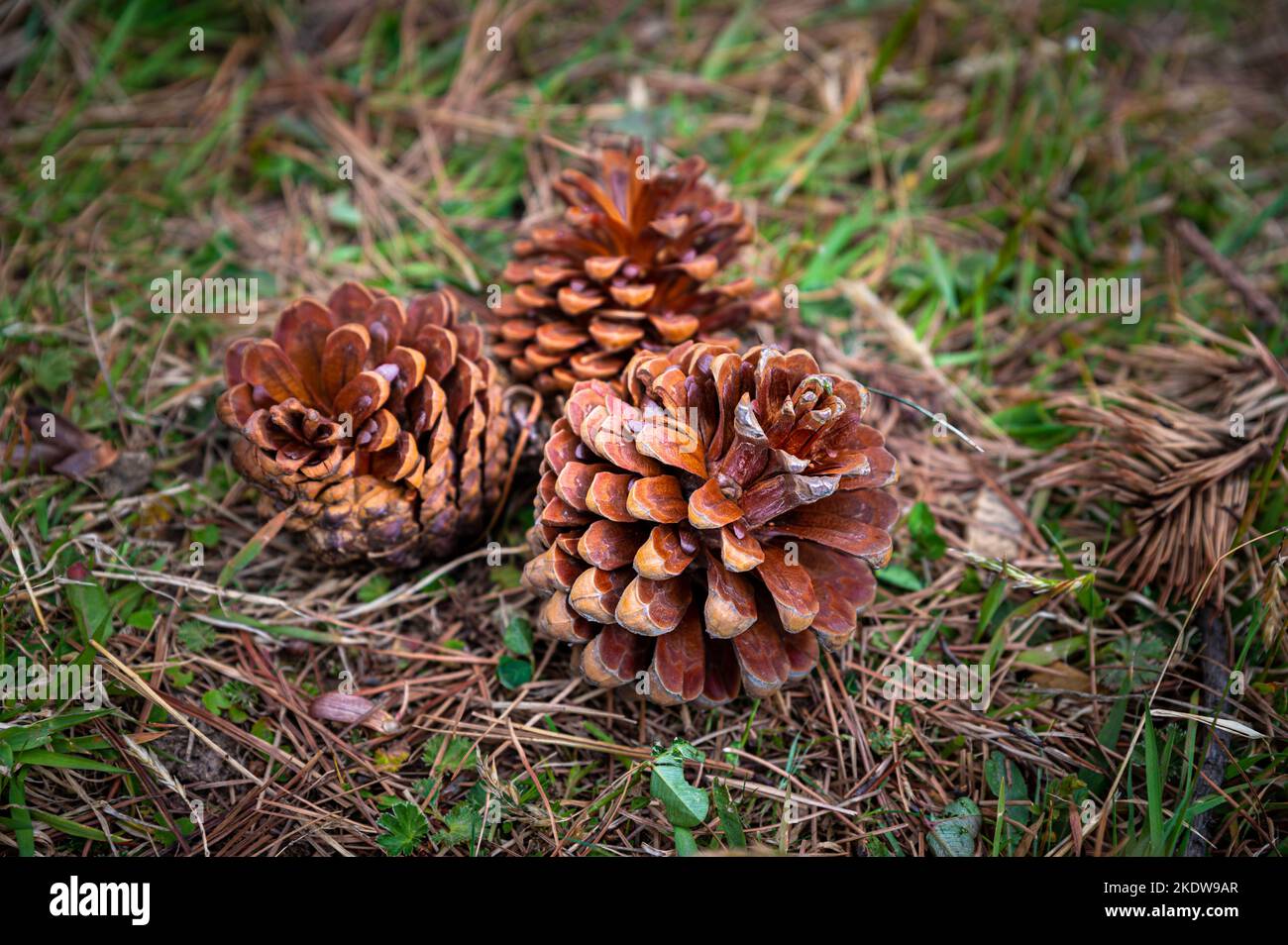 Close up view of pine cones lying on the grass. A conifer cone is a seed-bearing organ on gymnosperm plants. Stock Photo