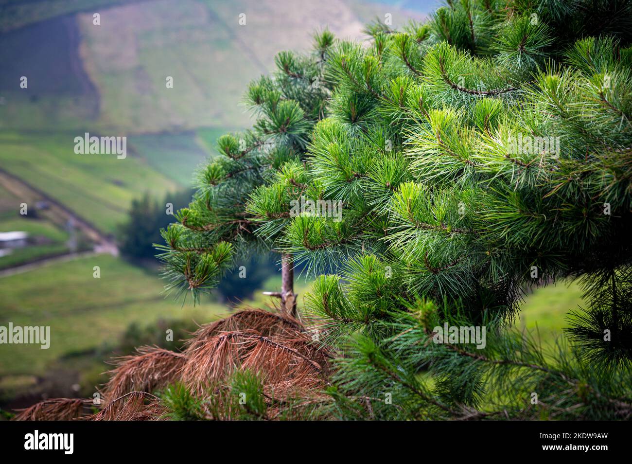 Close up view of fresh and green  pine leaves in a pine forest in Ecuador. Stock Photo