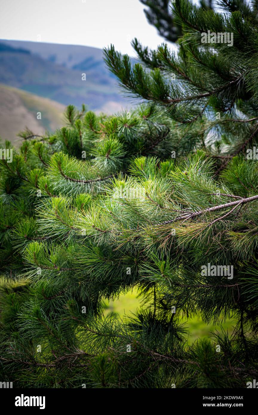Close up view of fresh and green  pine leaves in a pine forest in Ecuador. Stock Photo