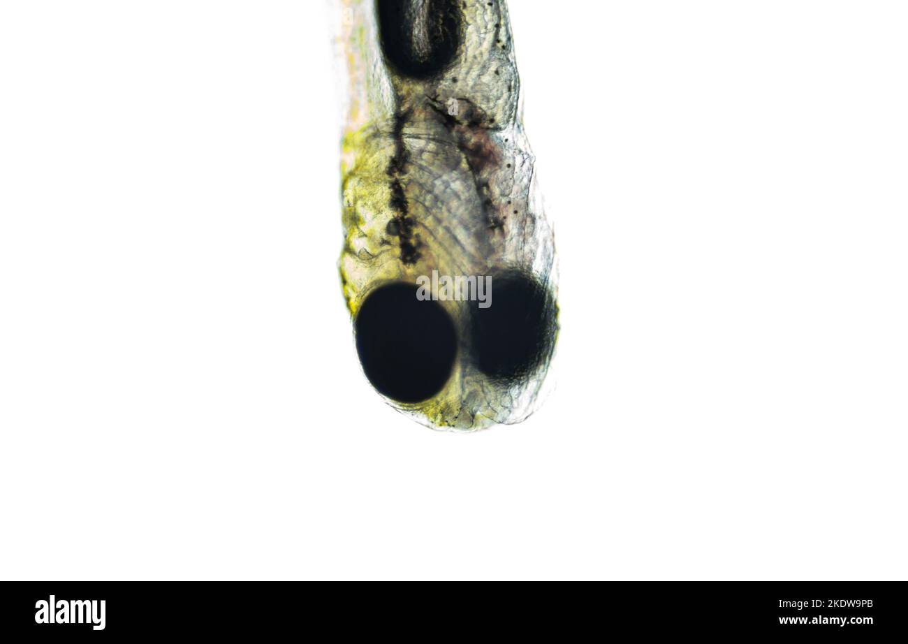 newly hatched freshwater fish under a light microscope, isolated on white Stock Photo Alamy