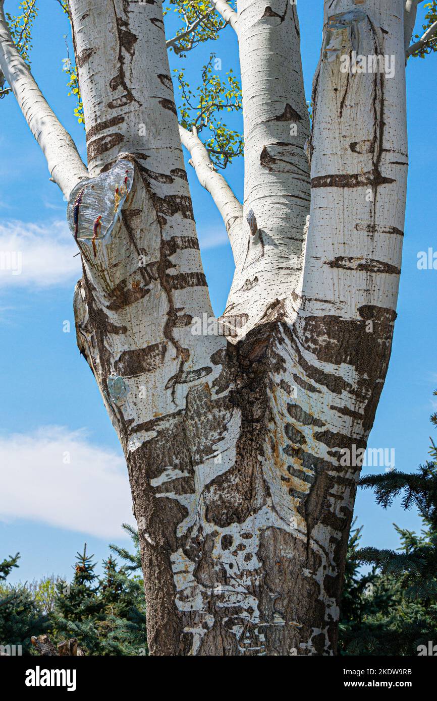 White poplar tree bark, Populus alba Stock Photo - Alamy